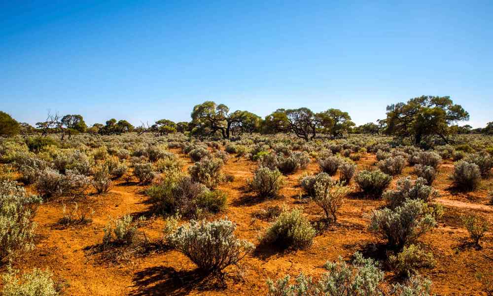 Regreening the Great Australian Desert
