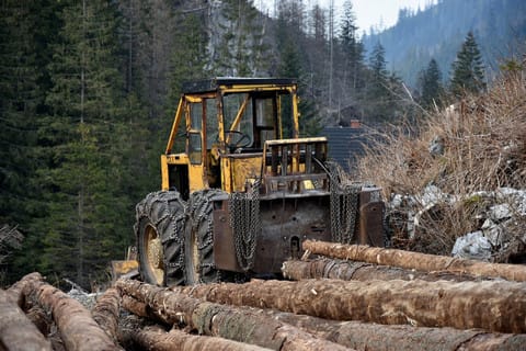 In Ukraine, they want to remove restrictions on deforestation: the Carpathians are under threat.
