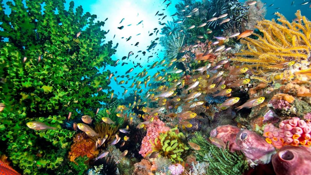 Coral reefs in the Gulf of Guinea are under threat