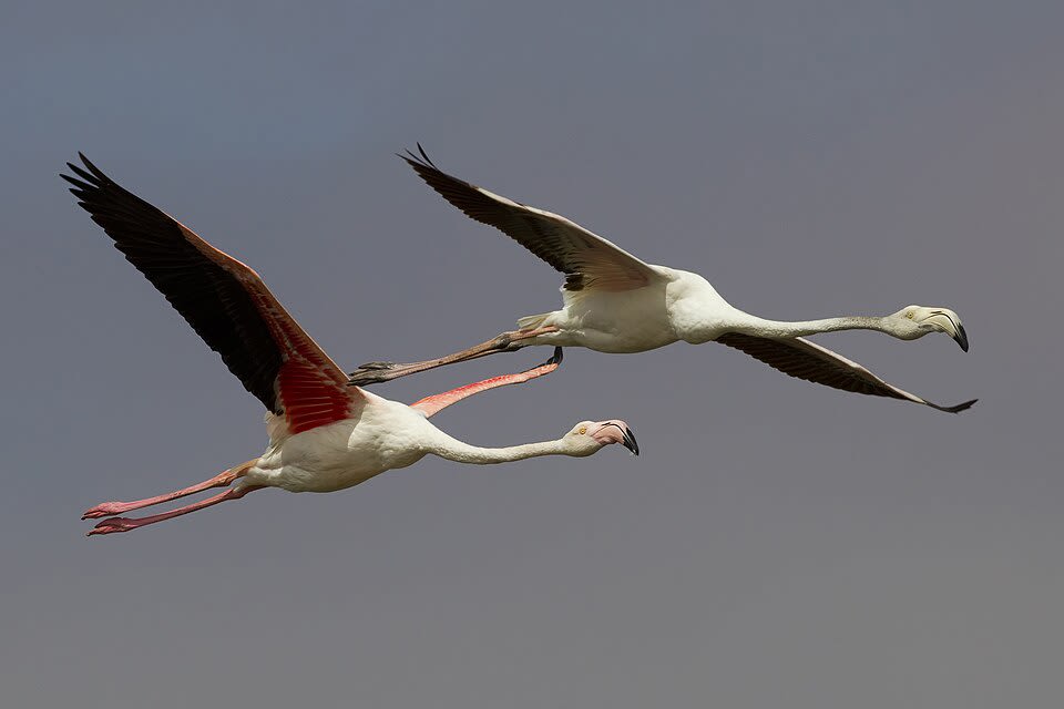 Biodiversity and Industrial Pressures in Walvis Bay, Namibia