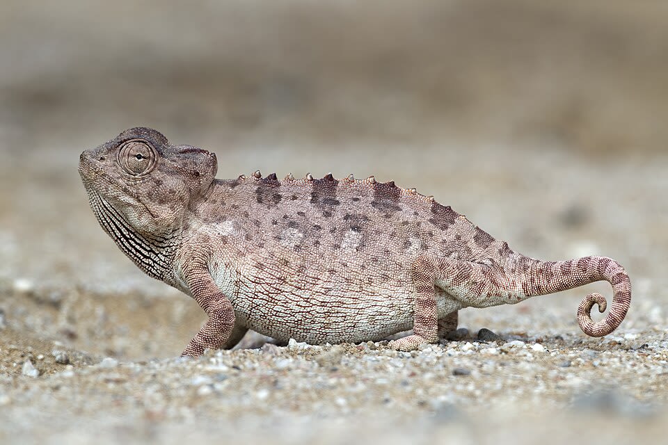 Namaqua chameleon (Chamaeleo namaquensis), a desert species found in the arid landscape around Walvis Bay