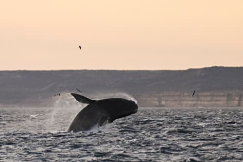 Seismic blasting plans threaten to disrupt whale migration superhighway in North-west Australia