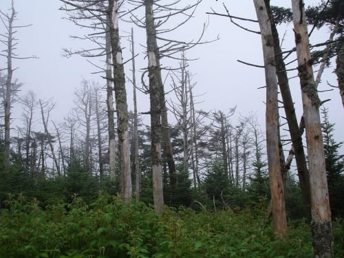 Acid rain in the Kronau forest, Germany