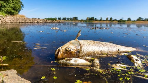 Mass fish die-off in Oder river