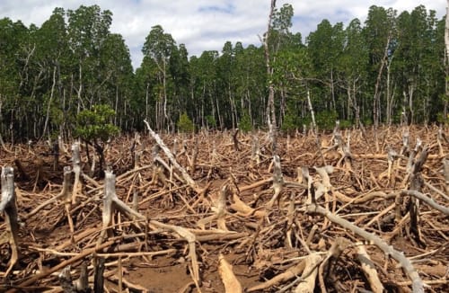 Deforestation in Ghana