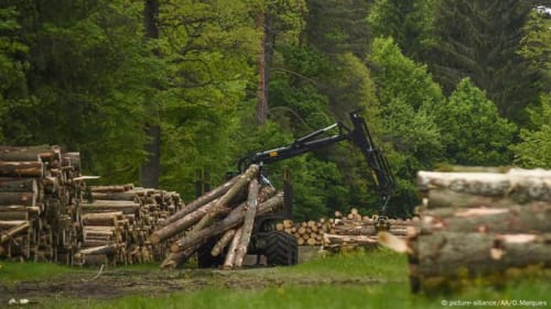 Poland to resume the felling of Belovezhskaya Pushcha