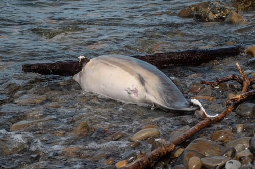 Dolphins are dying in the Black Sea