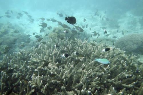 Coral reefs off East Africa are dying