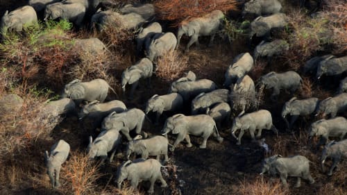 Zakouma's conservation revival, Chad