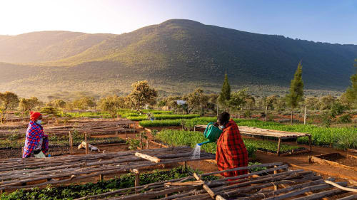 Reforesting Kijabe Forest, Kenya