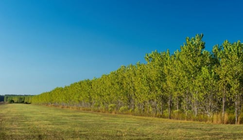 Panama reforestation project