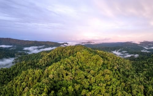 The Babatana Rainforest Conservation Project