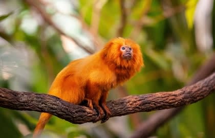 Restoring the Atlantic Forest of South America in Argentina, Brazil and Paraguay