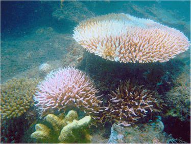 Stressed Coral Reefs in Bolinao, Philippines