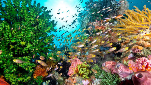Coral reefs in the Gulf of Guinea are under threat
