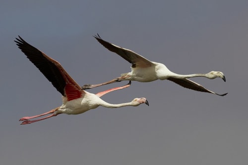 Biodiversity and Industrial Pressures in Walvis Bay, Namibia