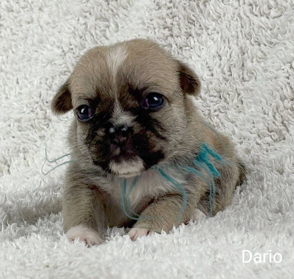 Retromops Beschikbare Retromops pups - Home - Chimos, Retromopsen