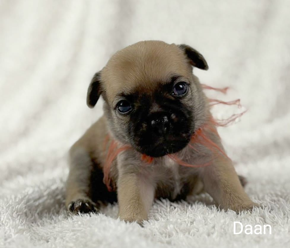 Retromops Beschikbare Retromops pups - Home - Chimos, Retromopsen