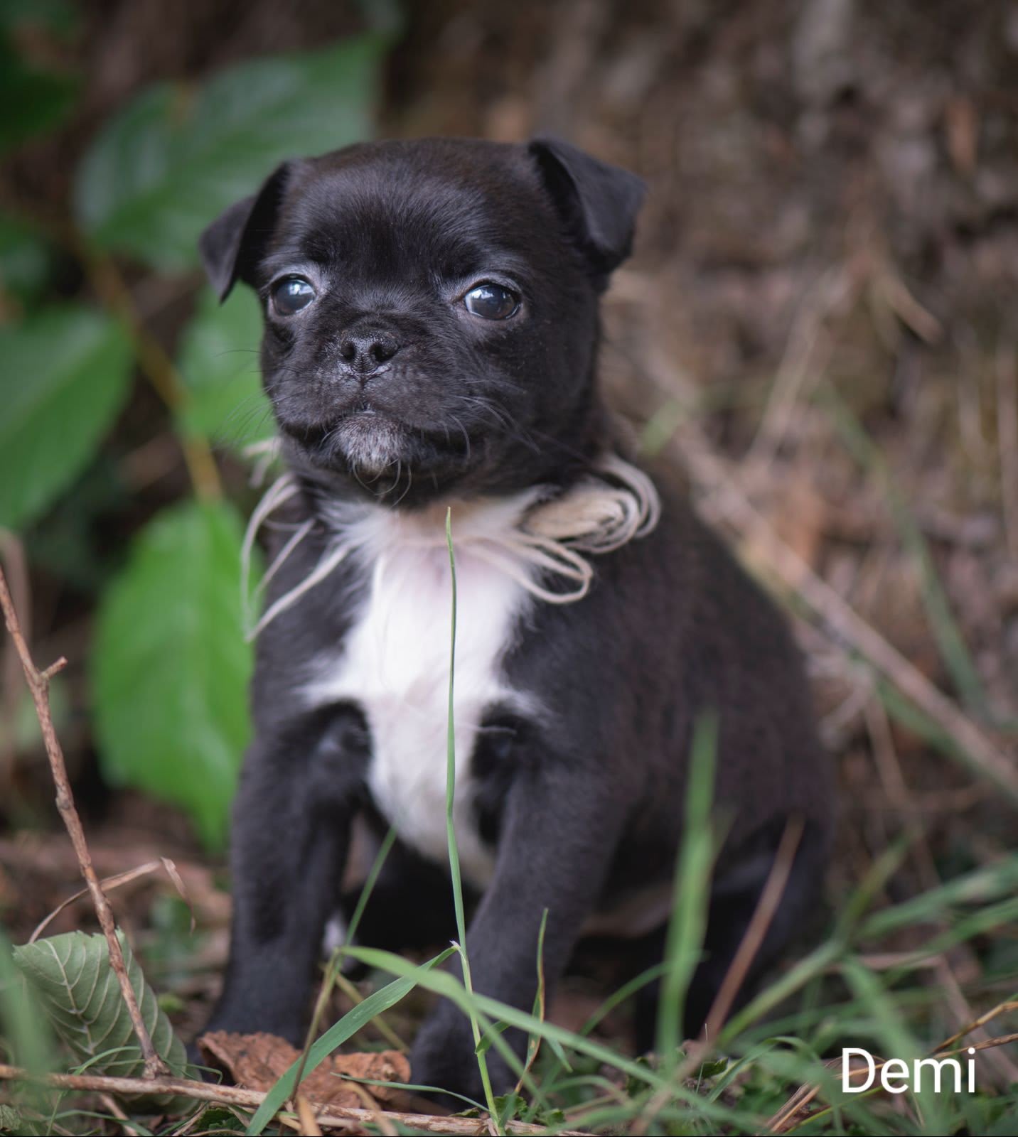 Retromops Beschikbare Retromops pups - Home - Chimos, Retromopsen