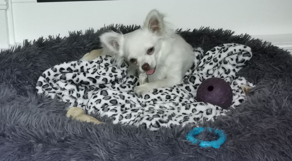 Thuis met mijn nieuwe kluif