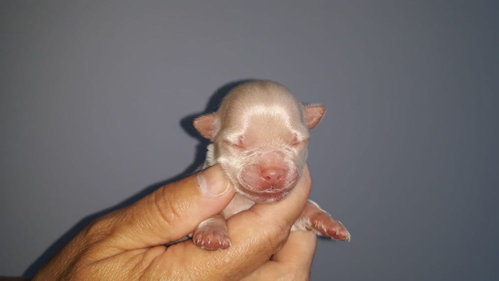chihuahua