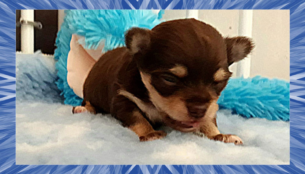 speedy-en-diesel-2 chihuahua