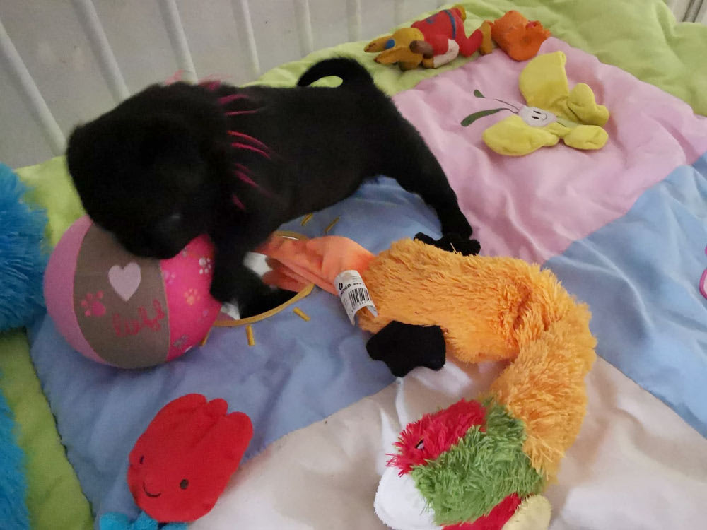 Even uitrusten denkt Penny-1