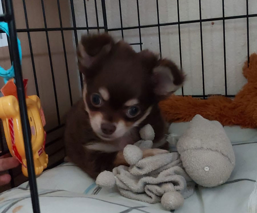 speedy-en-diesel-5 chihuahua