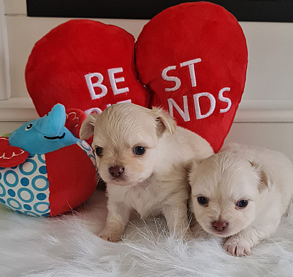 Ha mama denkt we zijn poppen