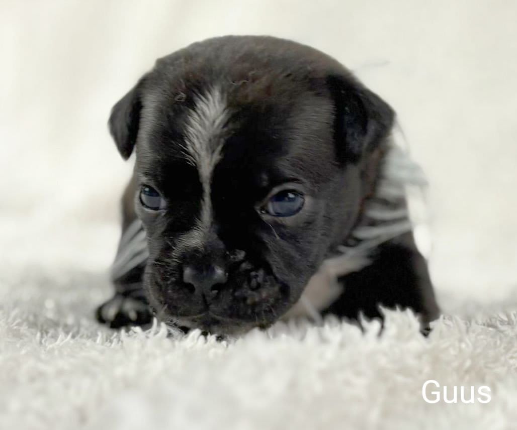 Retromops Guus