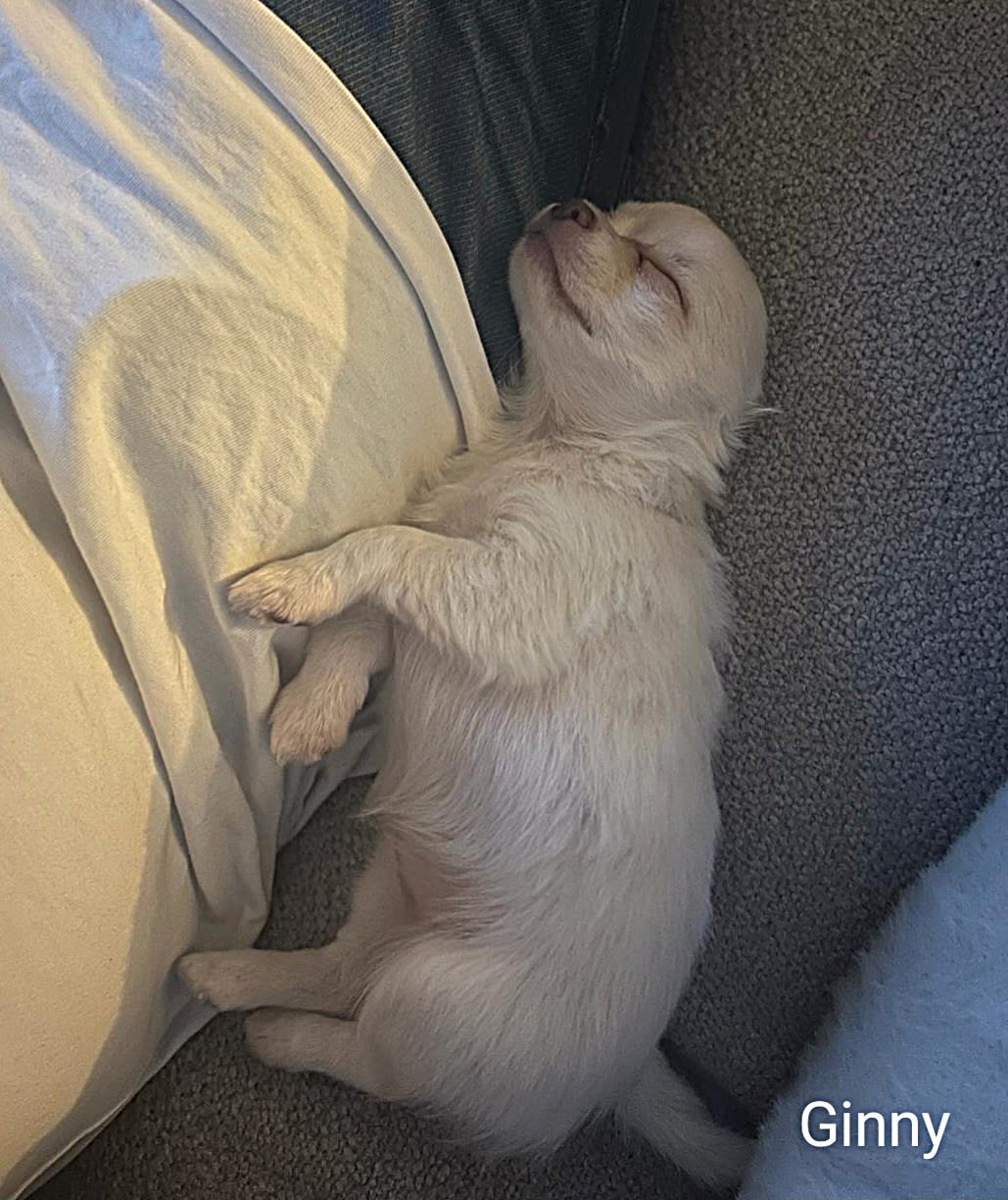 Chihuahua Ginny - Bella