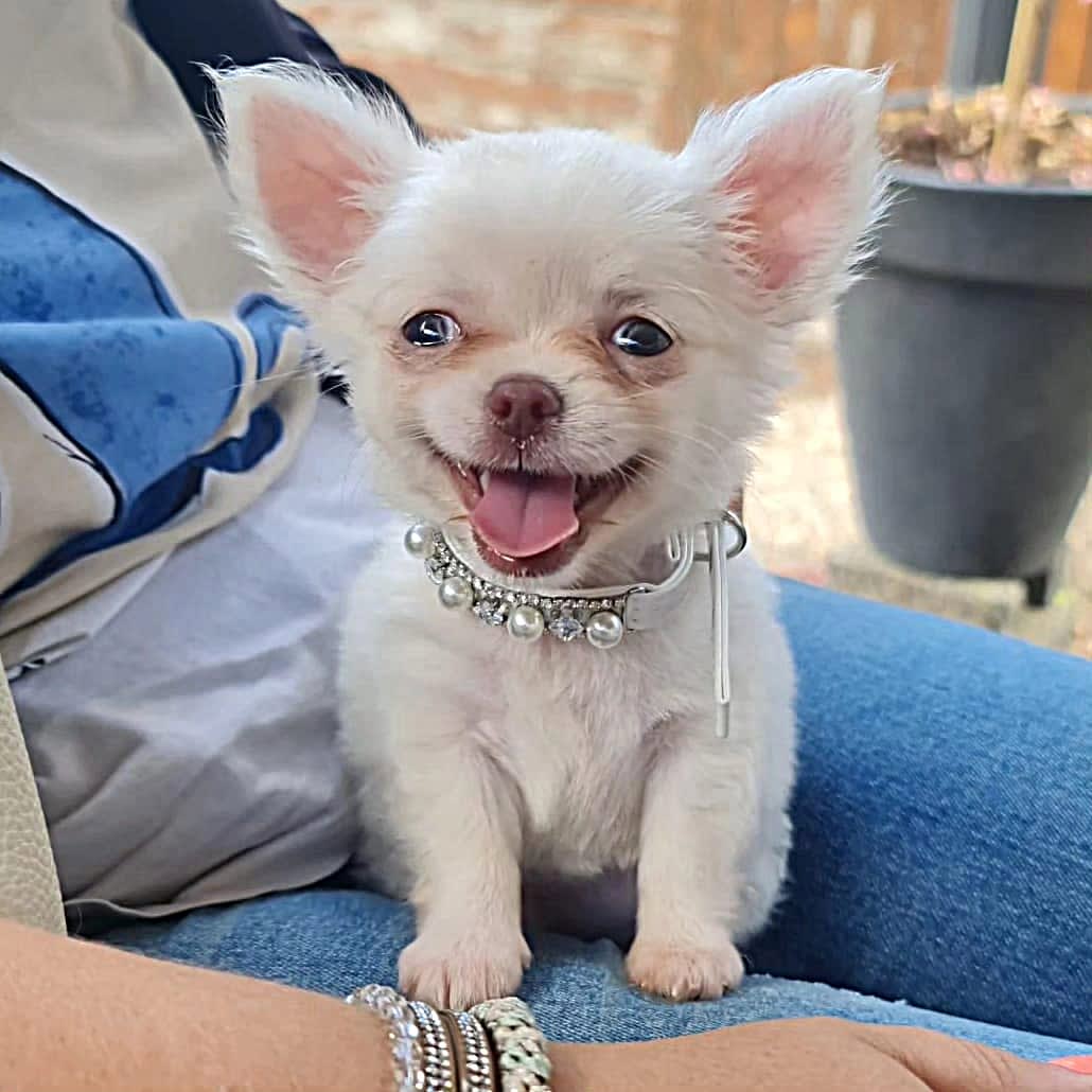 Nala Chihuahua