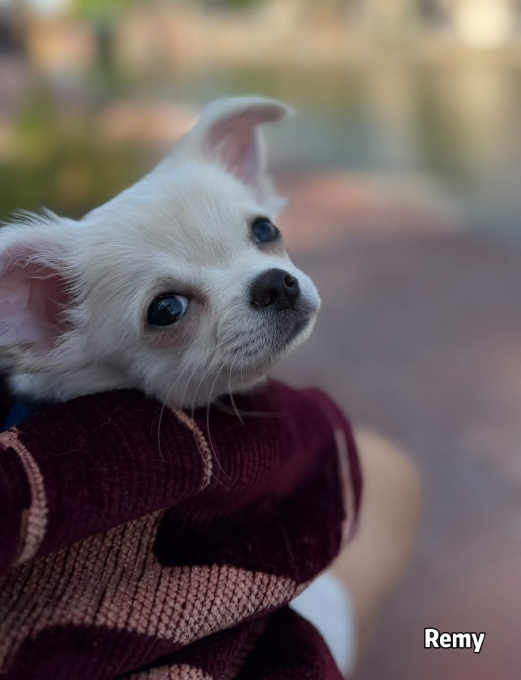 Remy Chihuahua