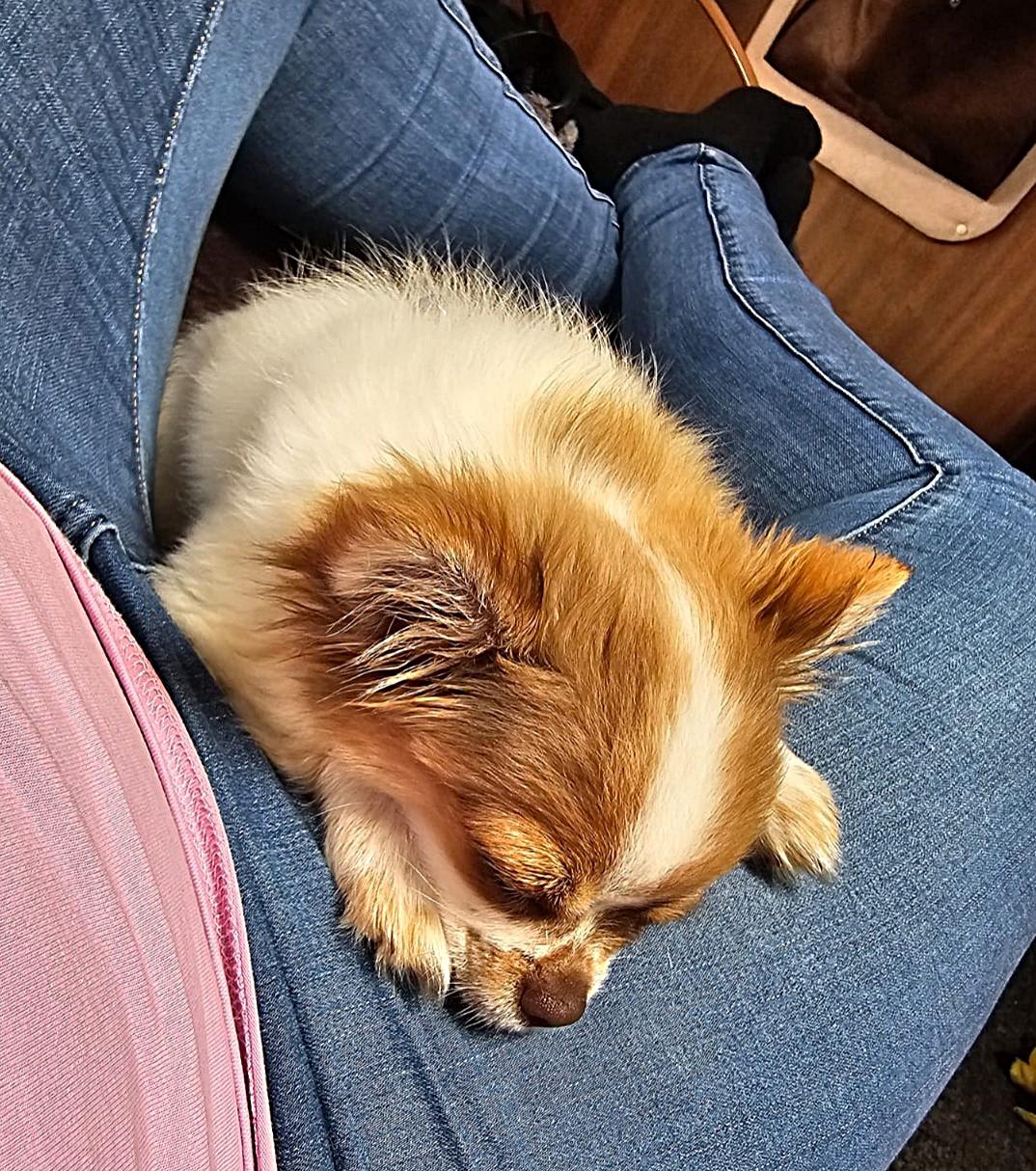 Chihuahua Balou