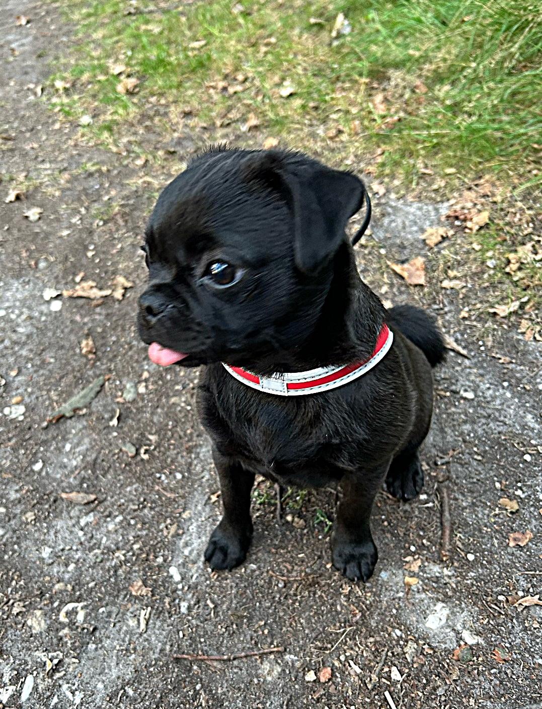 Retromops Coco - Lou Lou