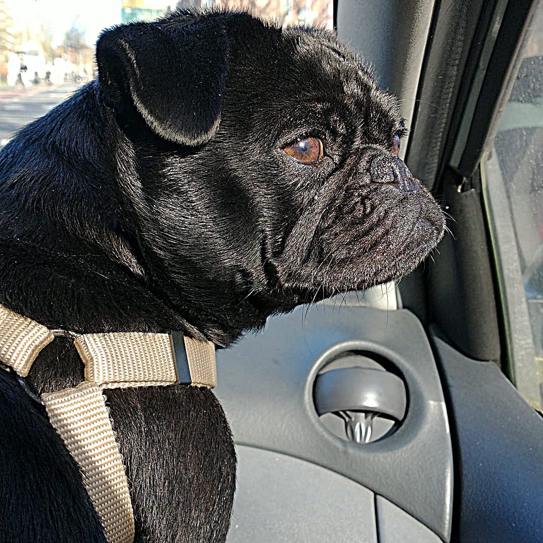 Bibi is goed aan het kijken of baasje goed rijdt