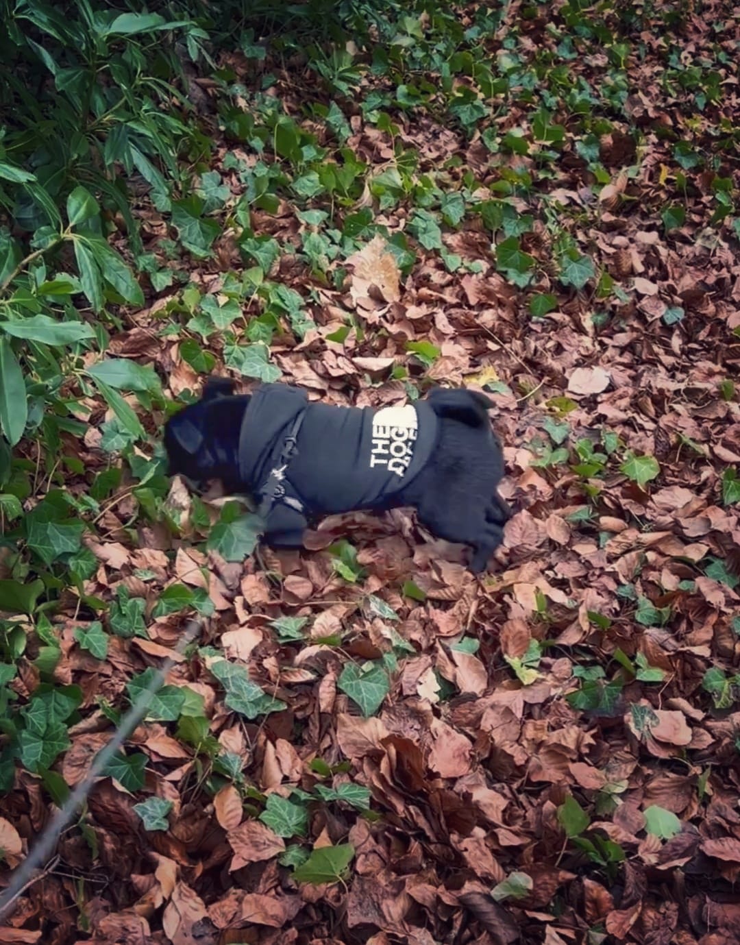 Vik vindt het heerlijk om te wandelen in het bos.