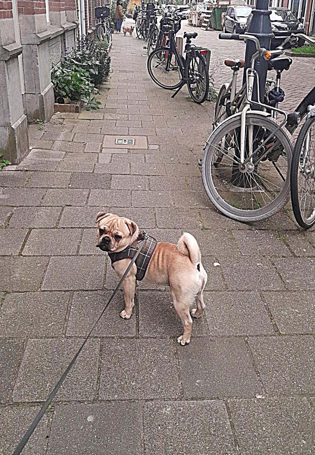 Retromops Gomez