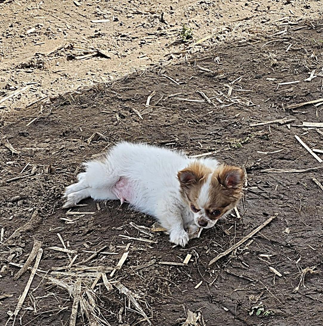 Chihuahua Balou
