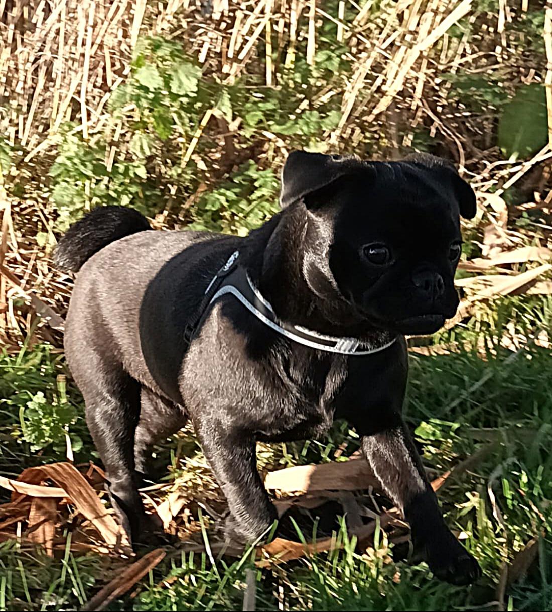 Amy - Indy Retromops