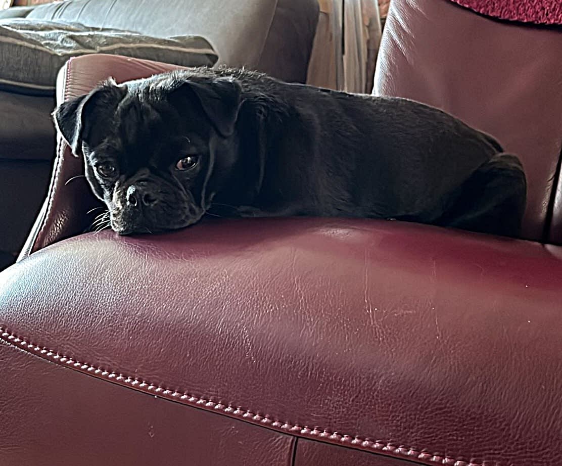 Retromops Coco - Lou Lou