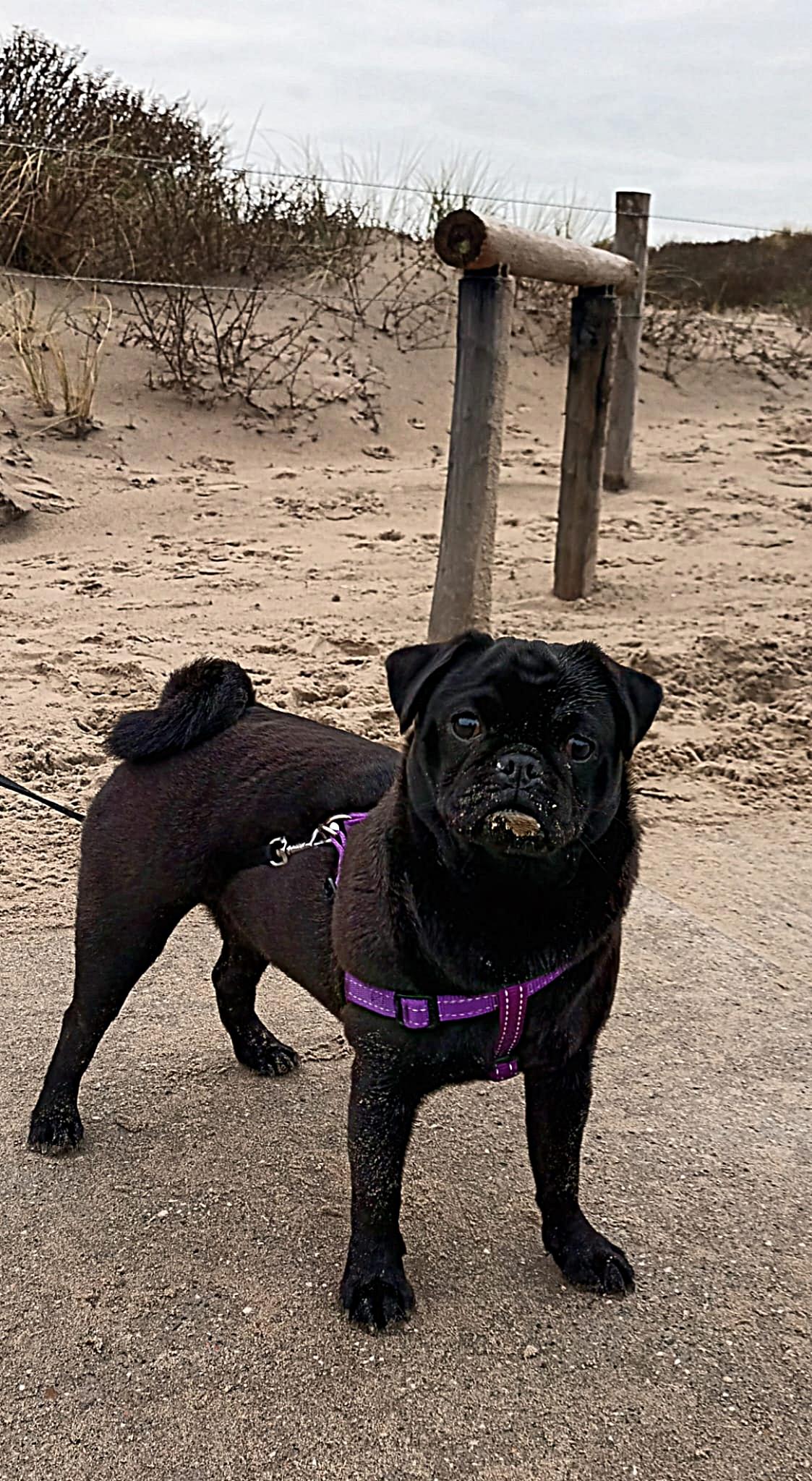 Amy - Indy Retromops