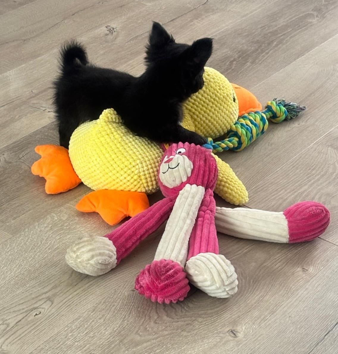 Teddy - Chihuahua