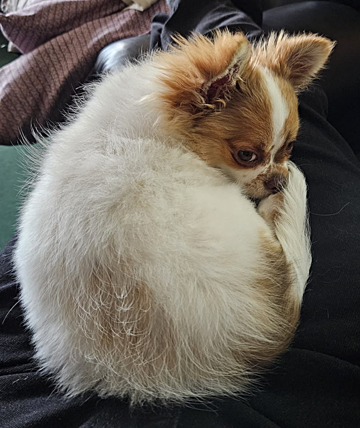 Chihuahua Balou
