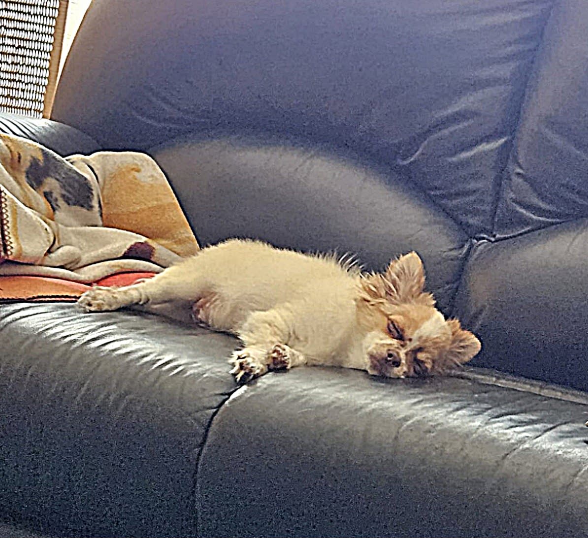 Chihuahua Balou