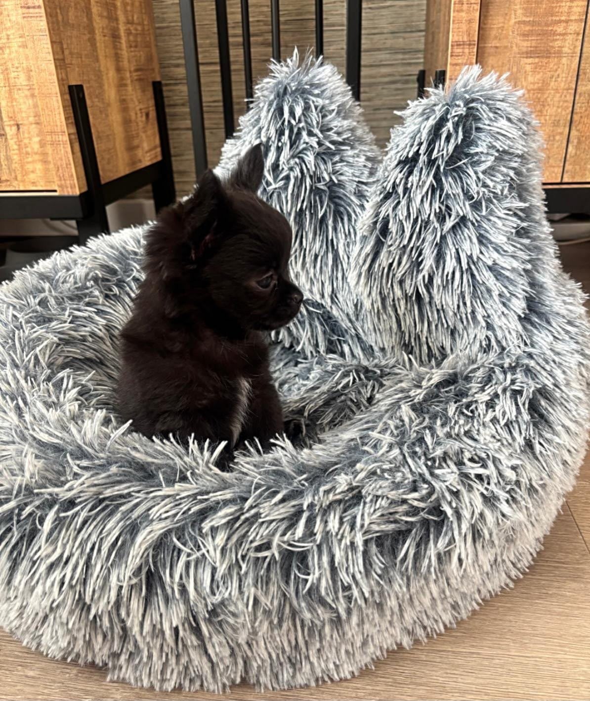 Teddy - Chihuahua