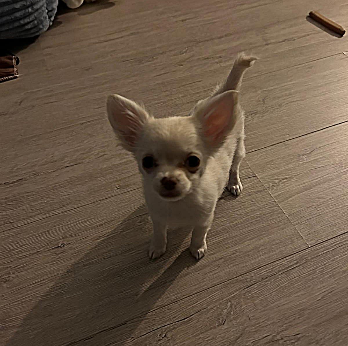 Chihuahua Ginny - Bella