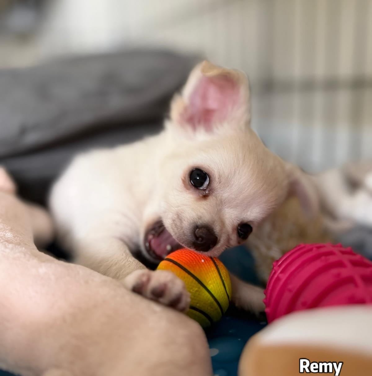 Remy Chihuahua