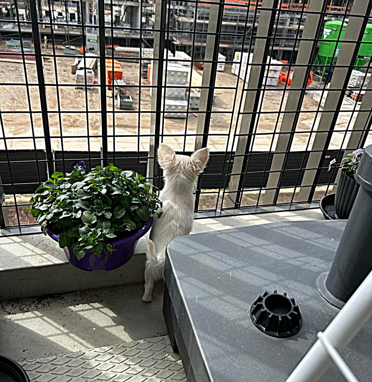Chihuahua Ginny - Bella