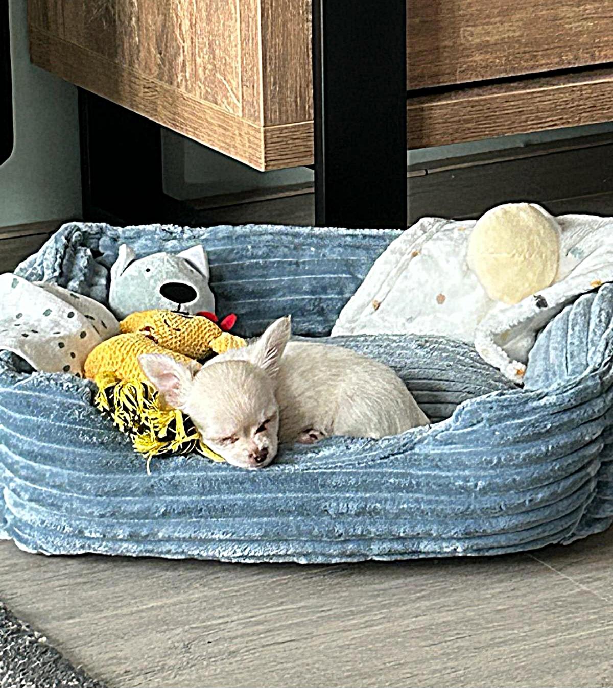 Chihuahua Ginny - Bella